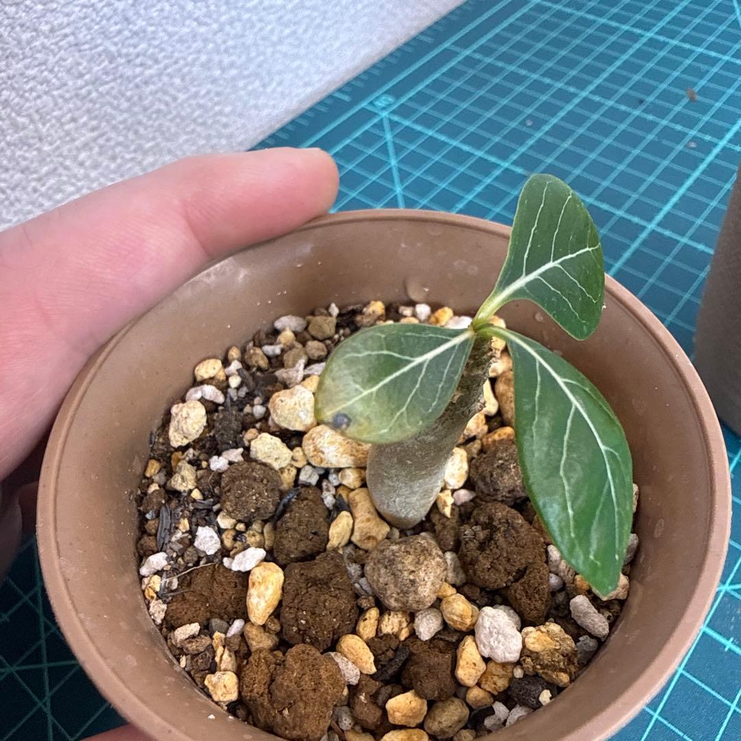 アデニウム ソコトラナム (EU輸入株) ミニ 2株