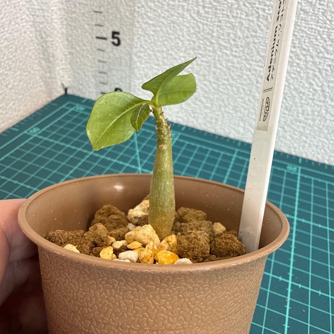 アデニウム ソコトラナム (EU輸入株) ミニ 2株