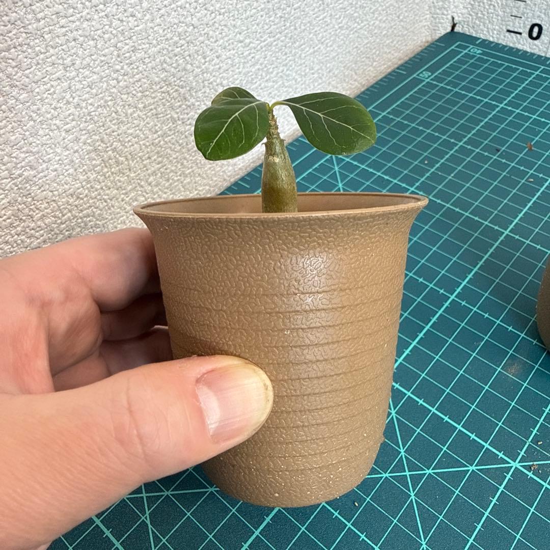 アデニウム ソコトラナム (EU輸入株) ミニ 2株