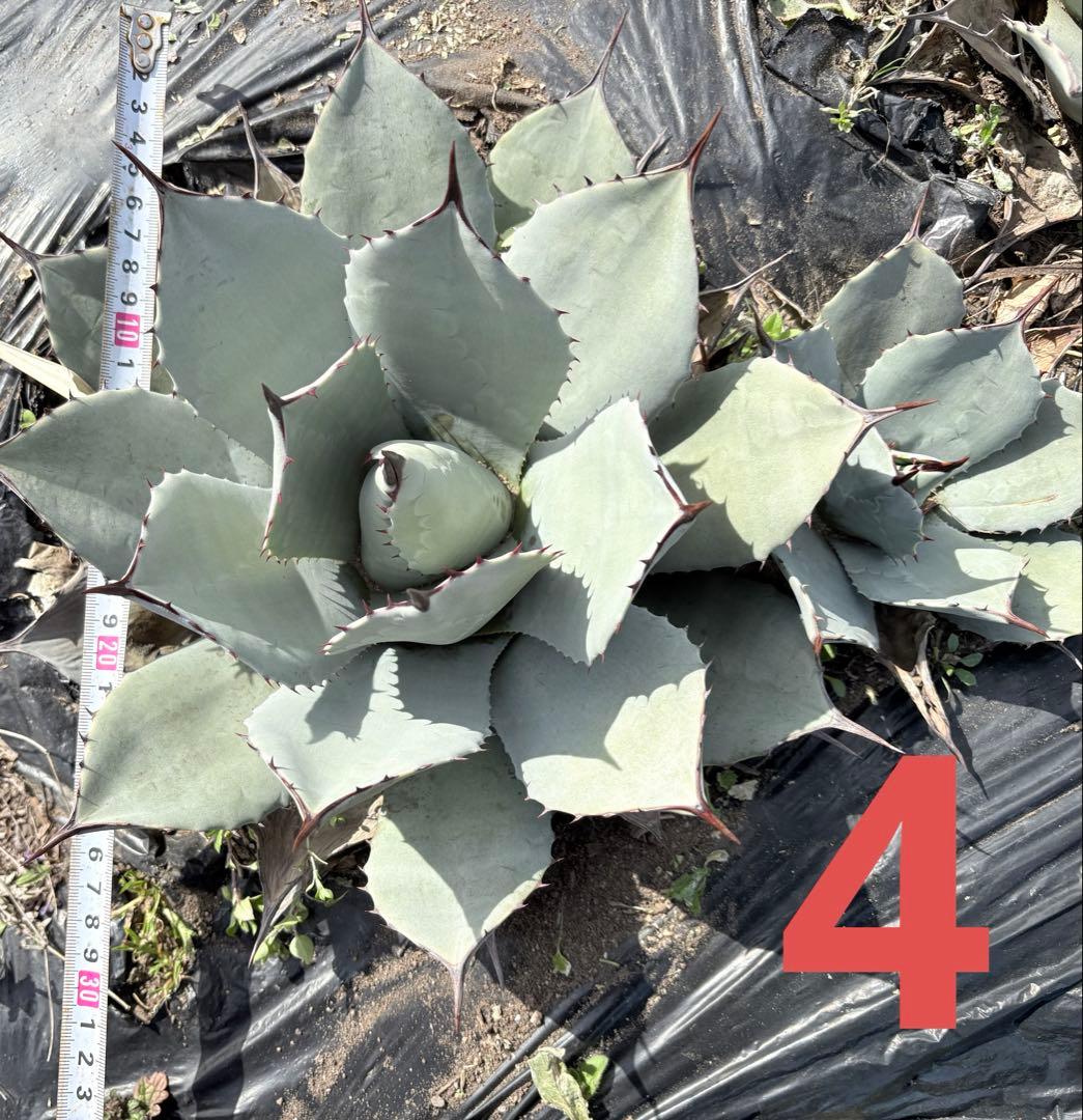 確認用　アガベ　吉祥天