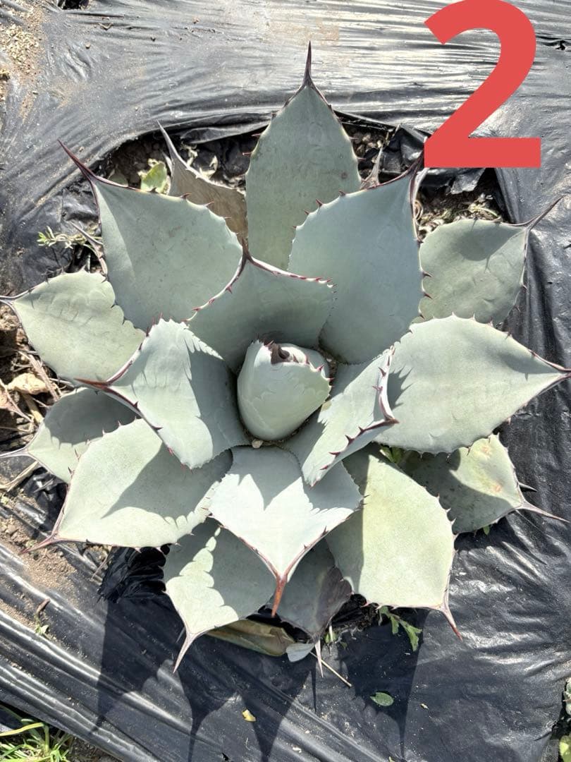 確認用　アガベ　吉祥天