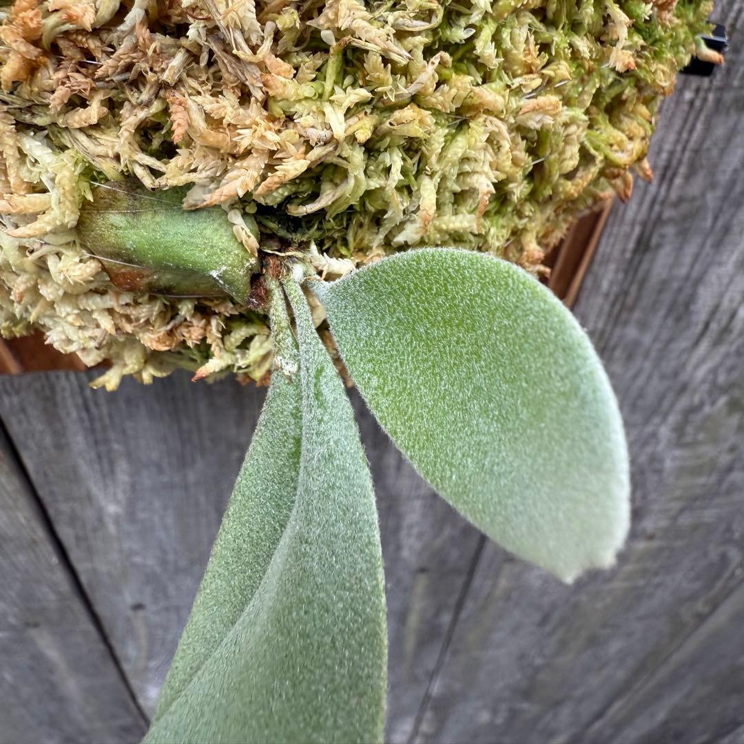 ビカクシダ P. willinckii Makigumo (pup)