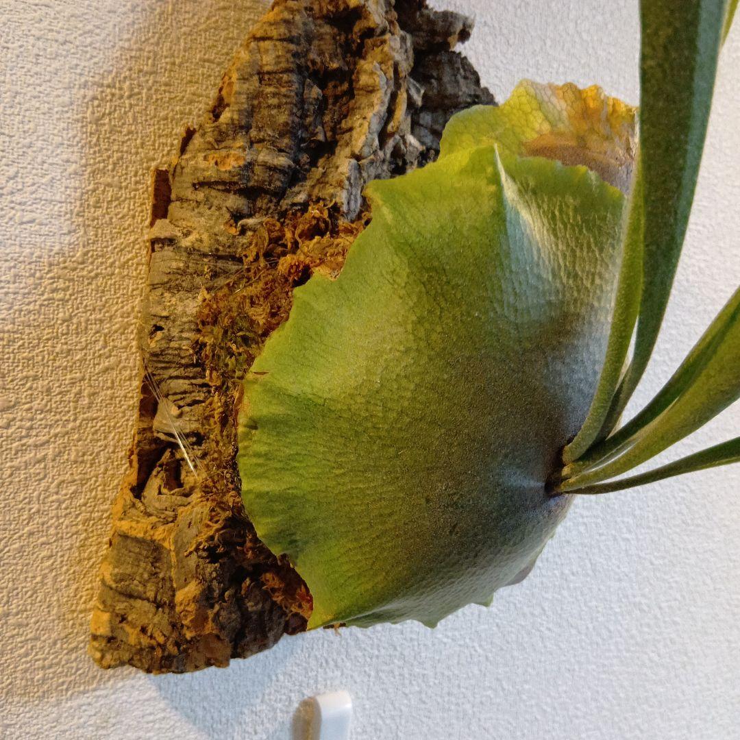 壁掛けビカクシダ　親株　ビフルカツム　コルク付け