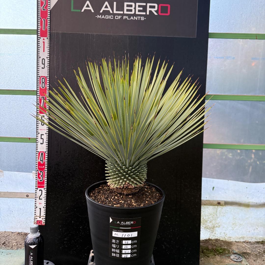 【AL1101】ユッカ　ロストラータ　超美形