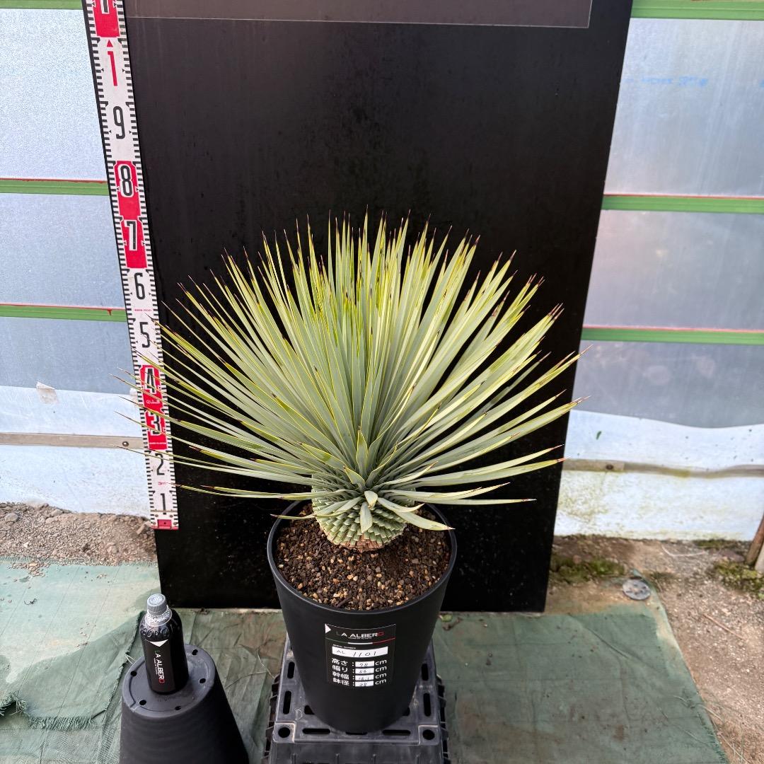 【AL1101】ユッカ　ロストラータ　超美形