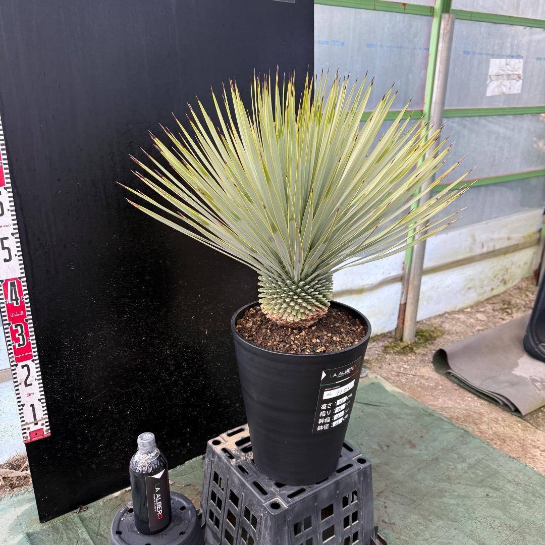 【AL1101】ユッカ　ロストラータ　超美形