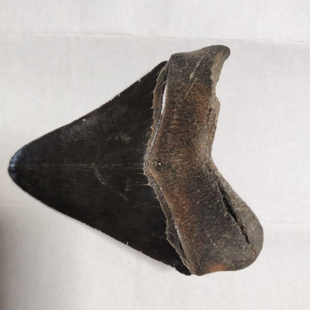 メガドロン　化石　歯　標本　鉱物