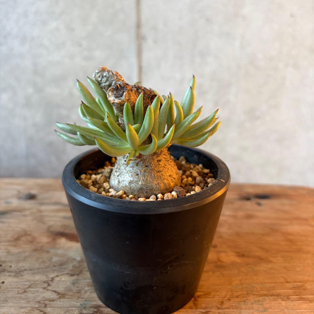 チレコドン ペアルソニー