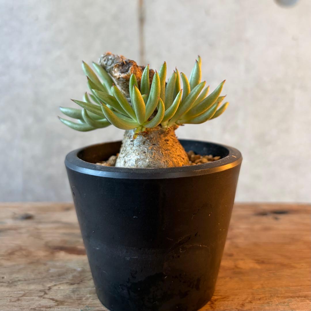 チレコドン ペアルソニー