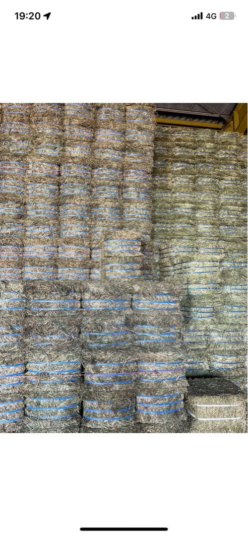 プレミアムチモシー 30kg 1キロ300円