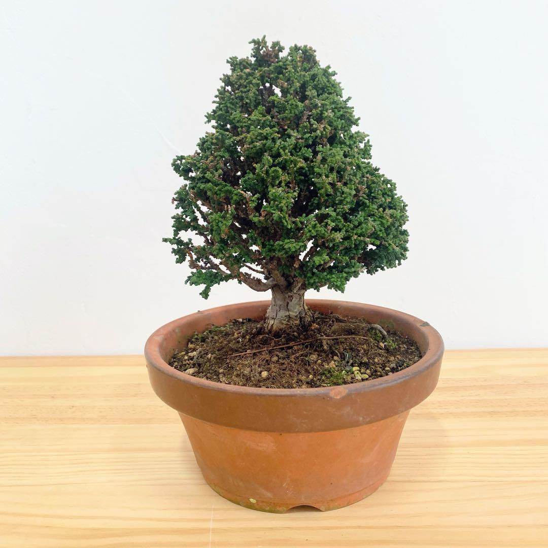 石化桧　小品盆栽　素焼鉢6号