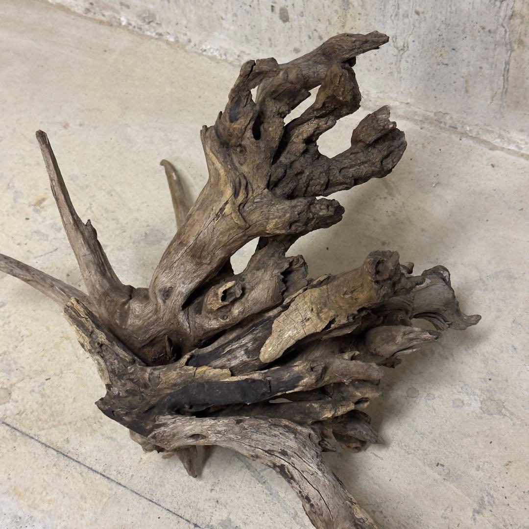 ADA ホーンウッド　流木　アクアリウム　テラリウム