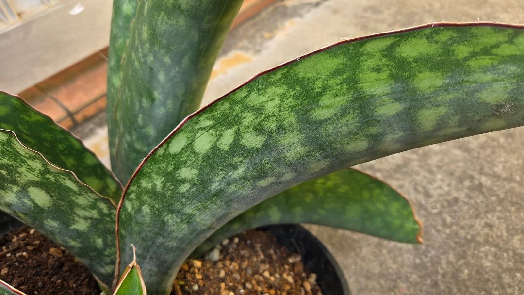 希少品種　サンセベリアドラゴンキング