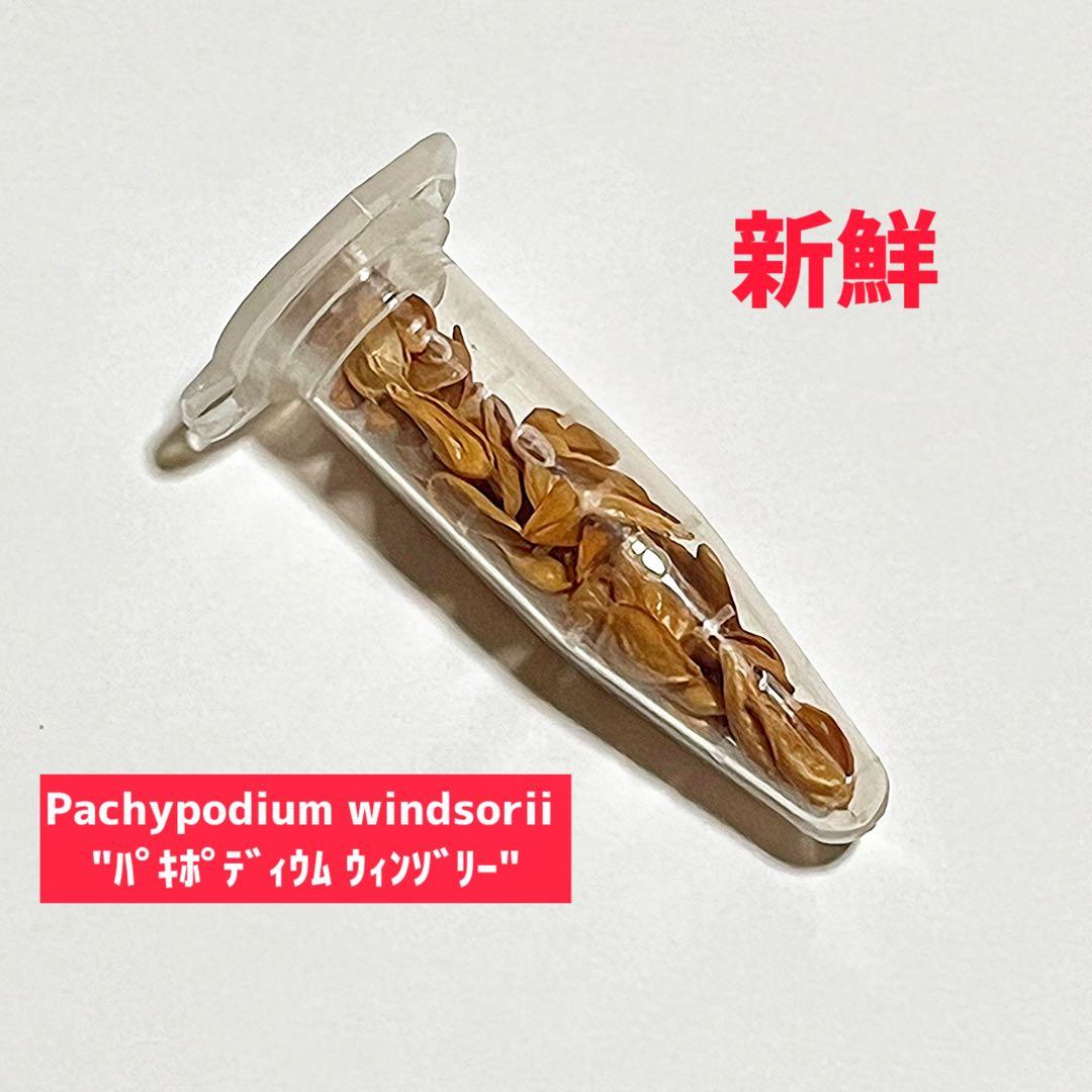 超新鮮　自家採種 パキポディウム　ウィンゾリー　種子　10粒　塊根植物