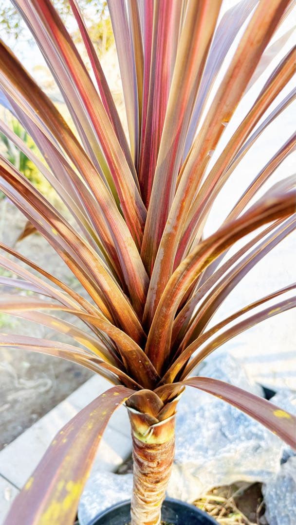 超大株！コルジリネ コーヒークラシック1.6M(鉢底から)品番A☆数量限定セール