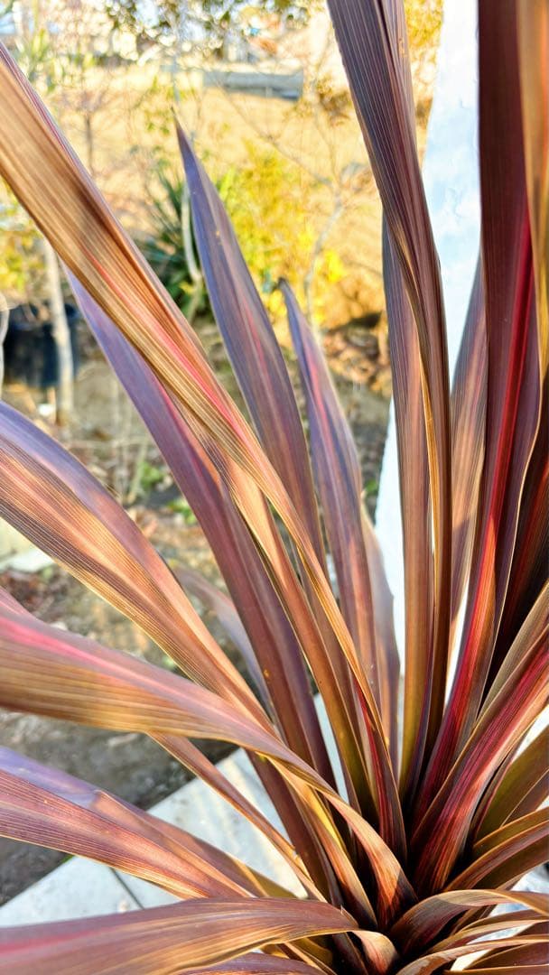 超大株！コルジリネ コーヒークラシック1.6M(鉢底から)品番A☆数量限定セール