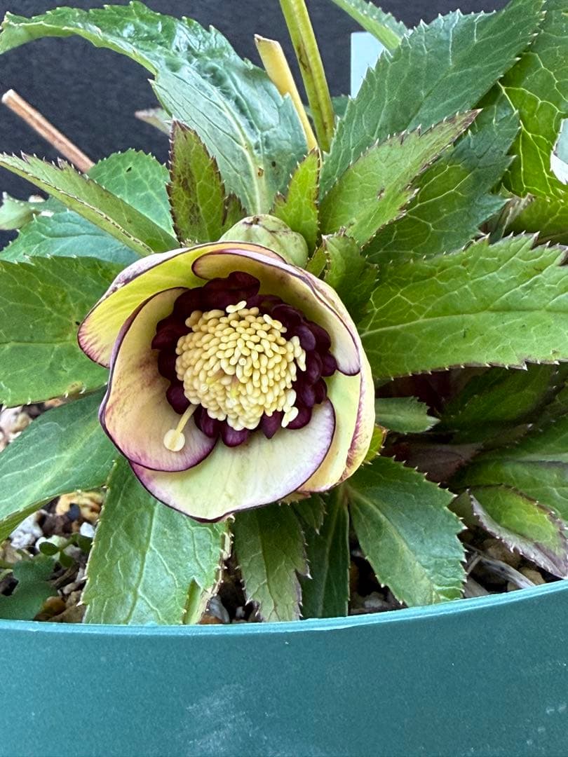 ま*い様 クリスマスローズ 開花株 sdムルチオーレア 充実株 大木ナーセリー