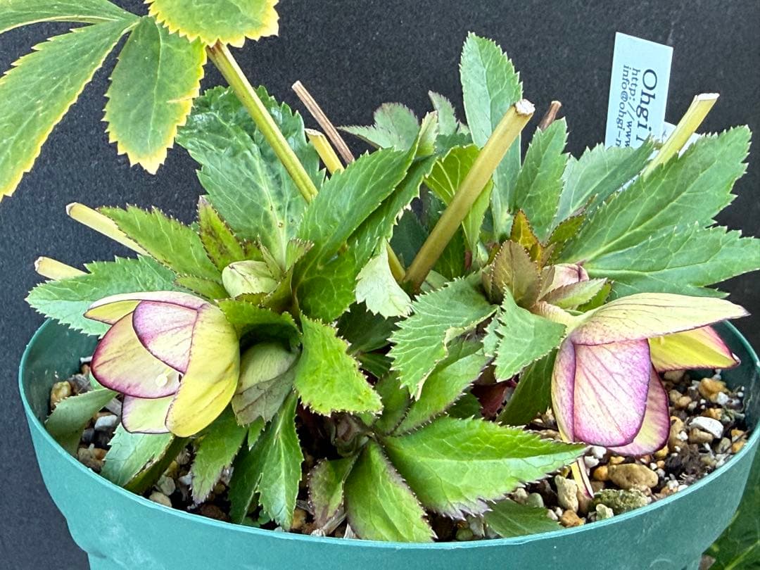 ま*い様 クリスマスローズ 開花株 sdムルチオーレア 充実株 大木ナーセリー