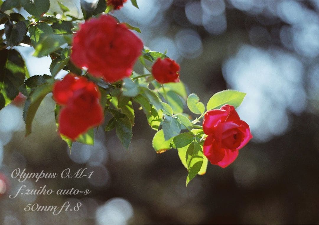 ★完動品＊美品＊初期保証★OM-1 &レンズf1.8★リザード本革外装★作例多数