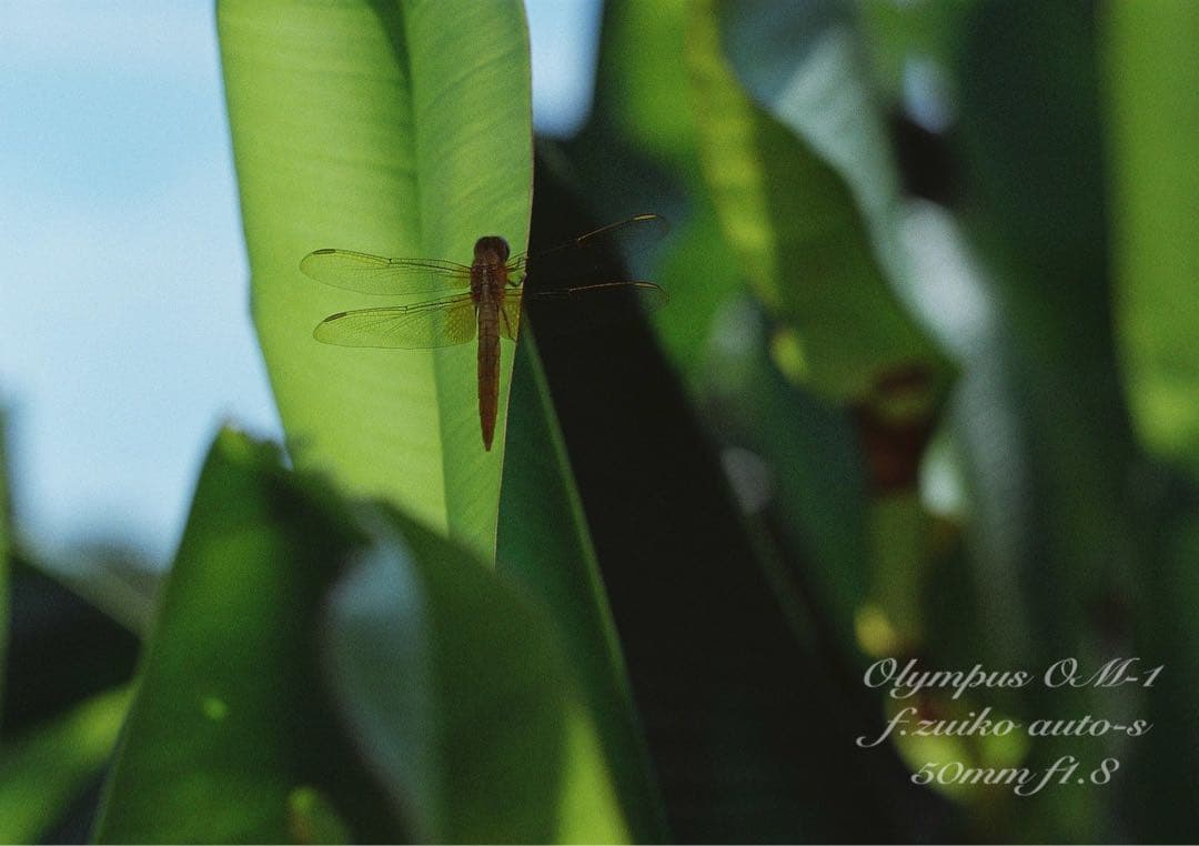 ★完動品＊美品＊初期保証★OM-1 &レンズf1.8★リザード本革外装★作例多数