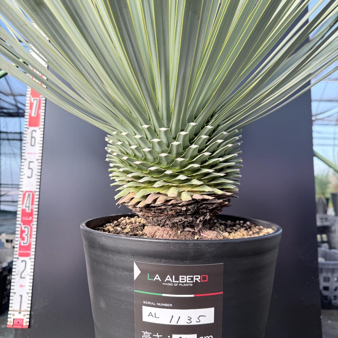 【AL1135】ユッカ　ロストラータ　超超美形　シルバーブルー個体　感動個体