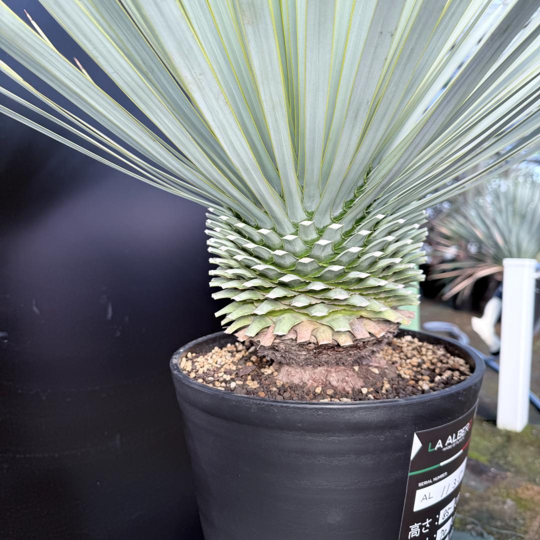 【AL1135】ユッカ　ロストラータ　超超美形　シルバーブルー個体　感動個体