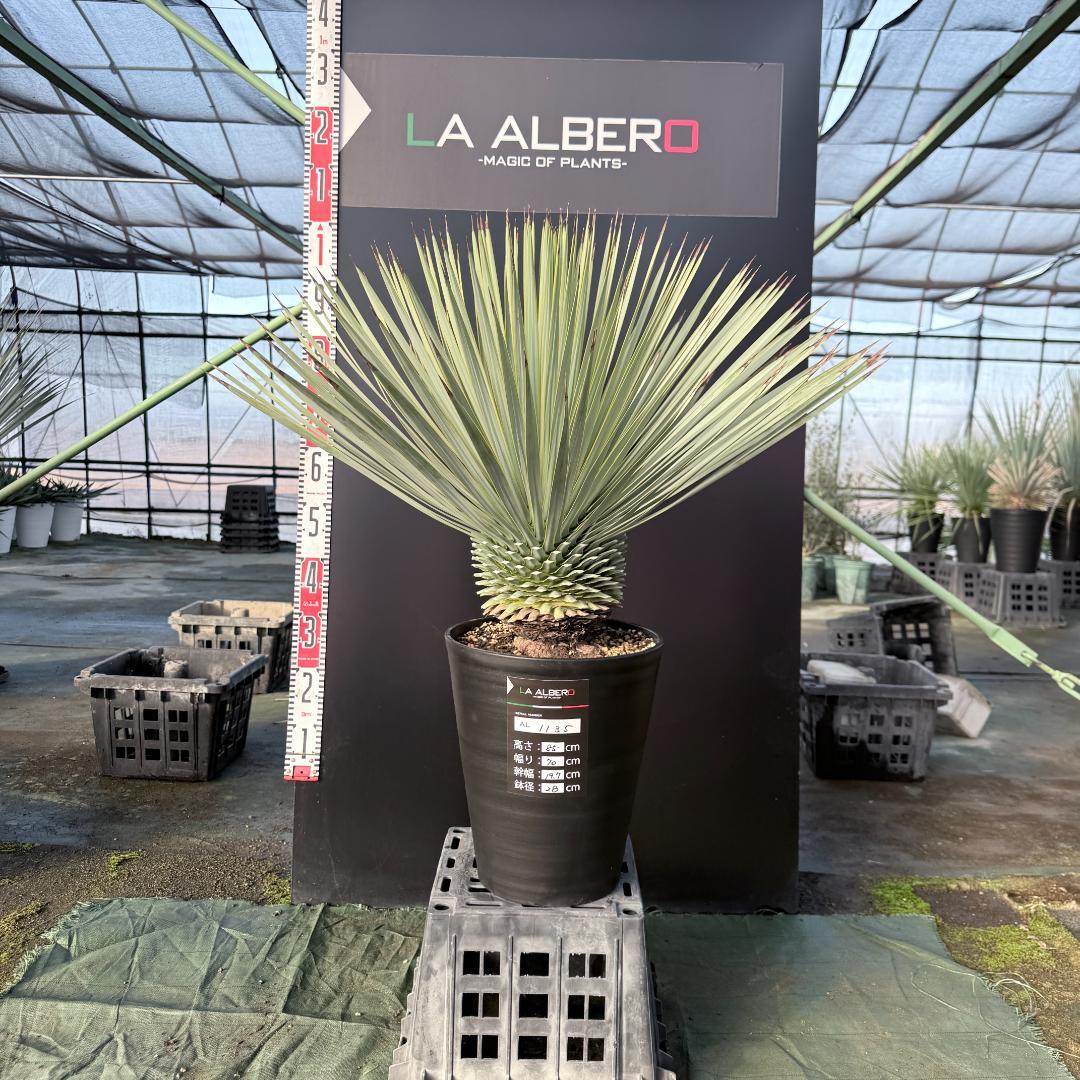 【AL1135】ユッカ　ロストラータ　超超美形　シルバーブルー個体　感動個体