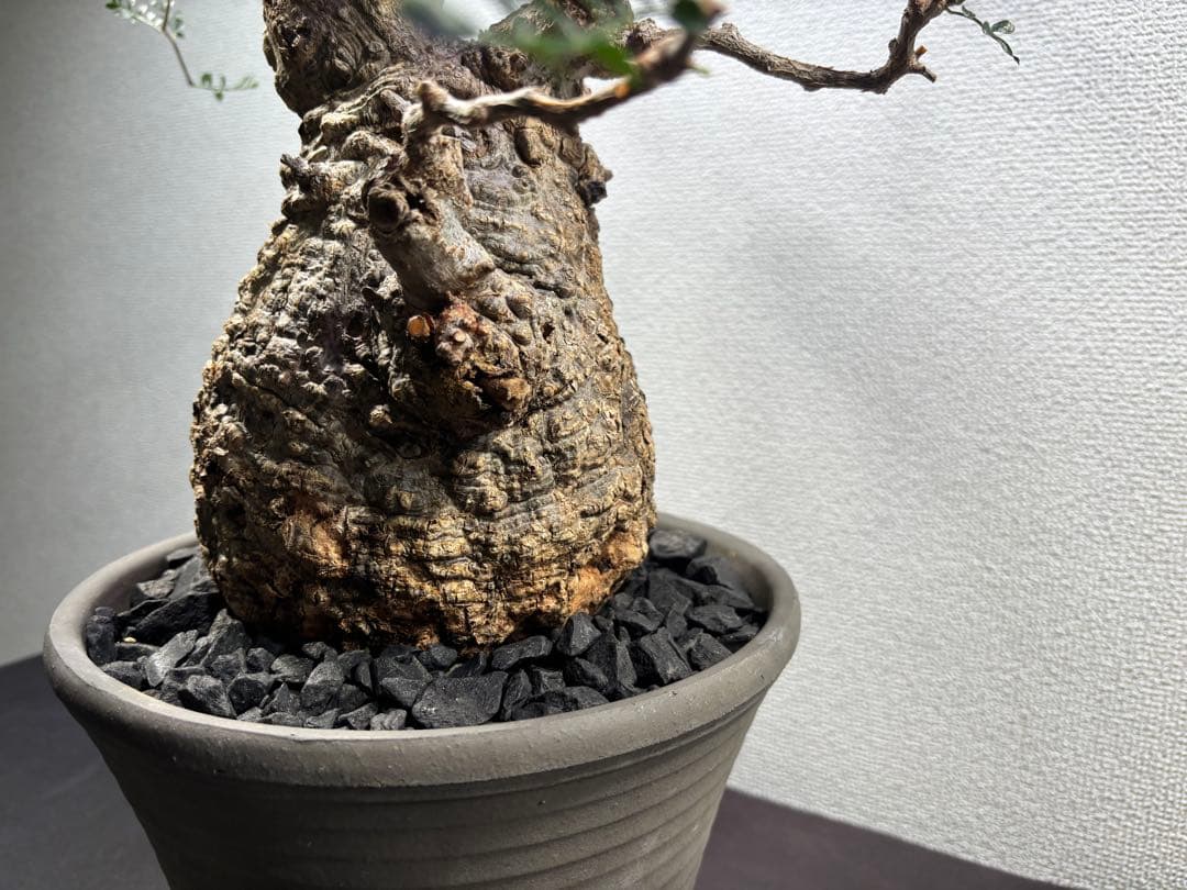 【土日価格】Operculicarya pachypusオペルクリカリアパキプス