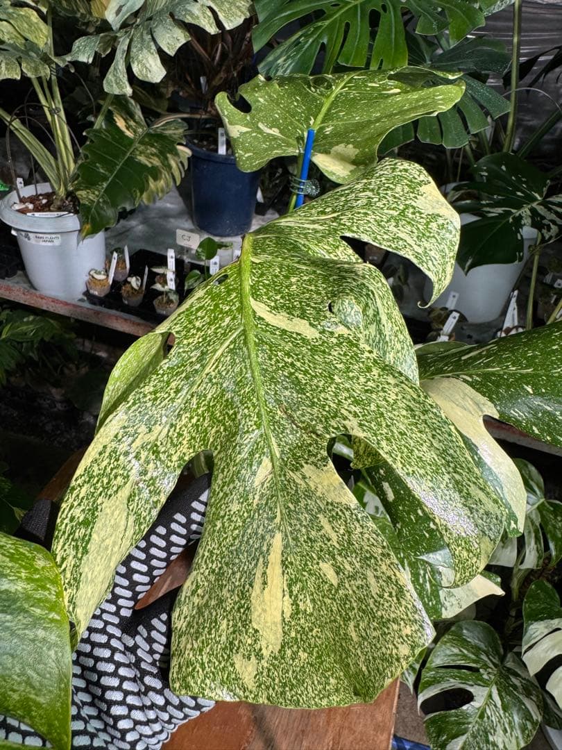 V*k様 モンステラ　タイコンステレーション　スターライト