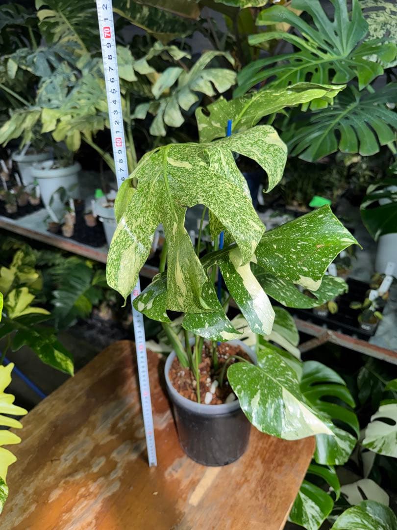 V*k様 モンステラ　タイコンステレーション　スターライト