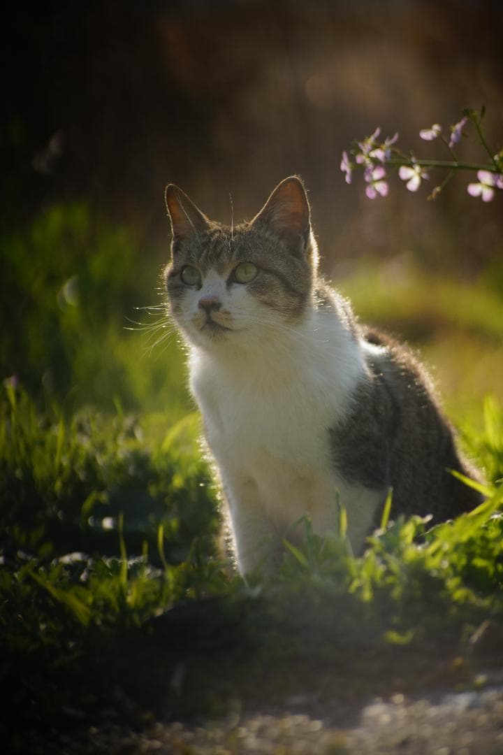 AUTO CHINON チノン 135mm F2.8 M42マウント