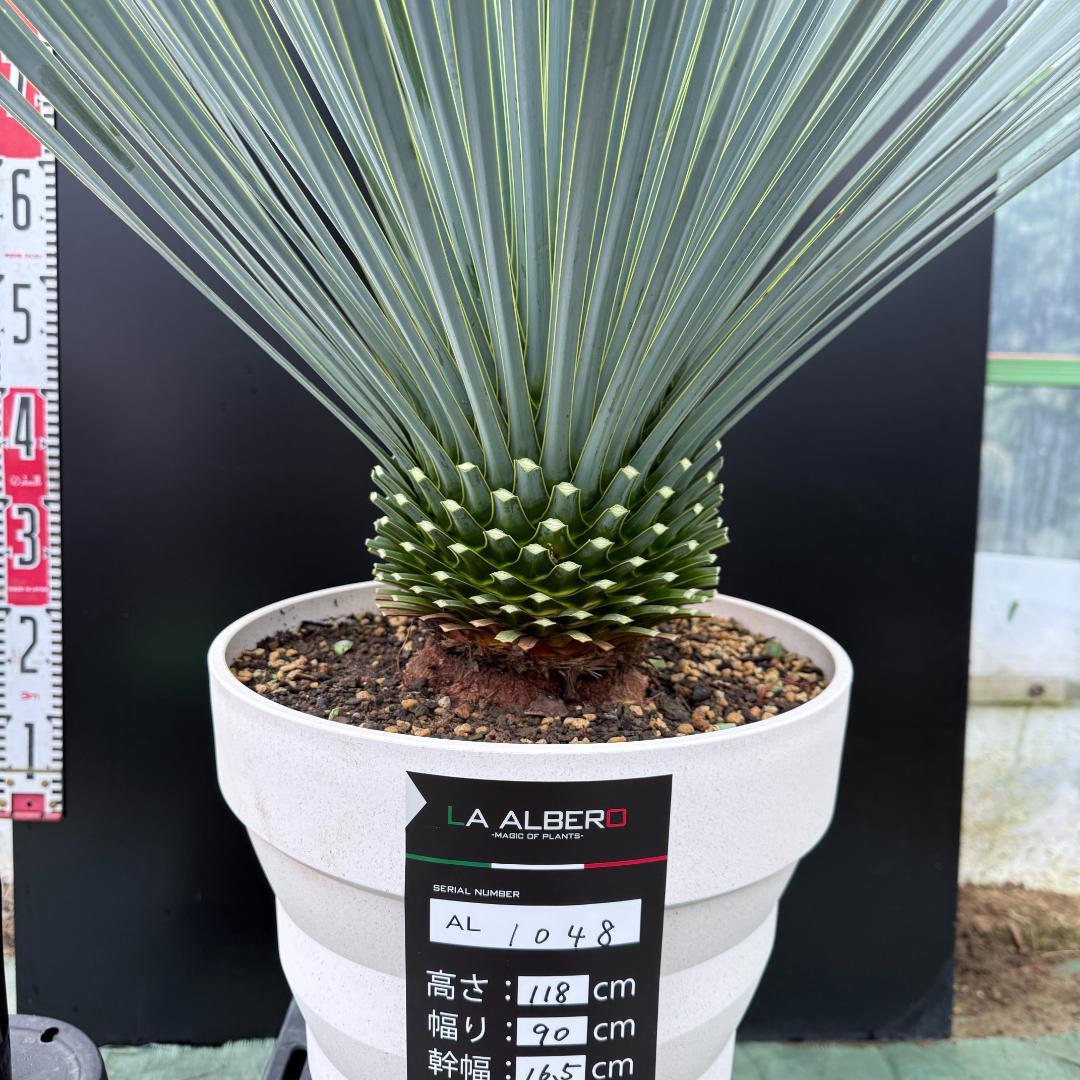 【AL1048】ユッカ　ロストラータ　ランチョブルー　数量限定販売