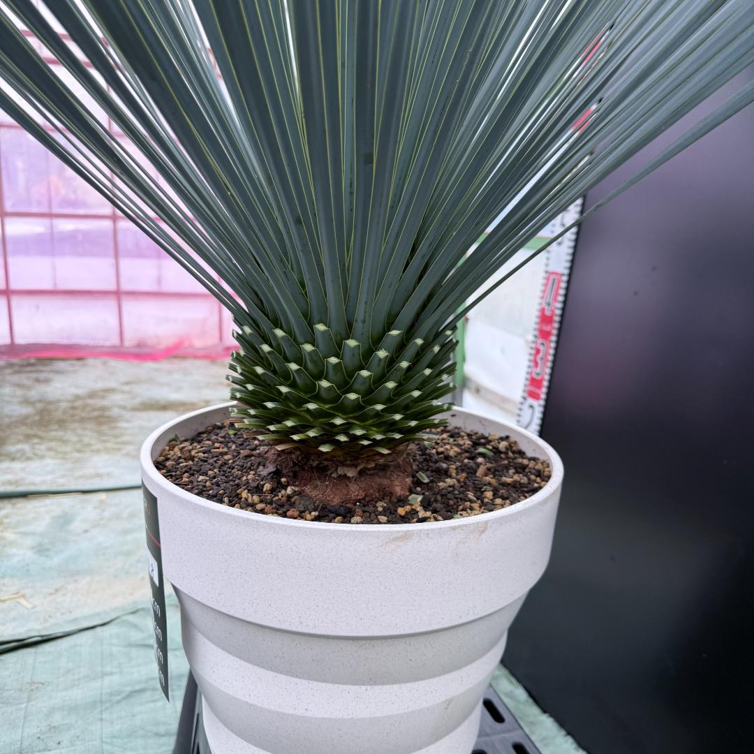 【AL1048】ユッカ　ロストラータ　ランチョブルー　数量限定販売