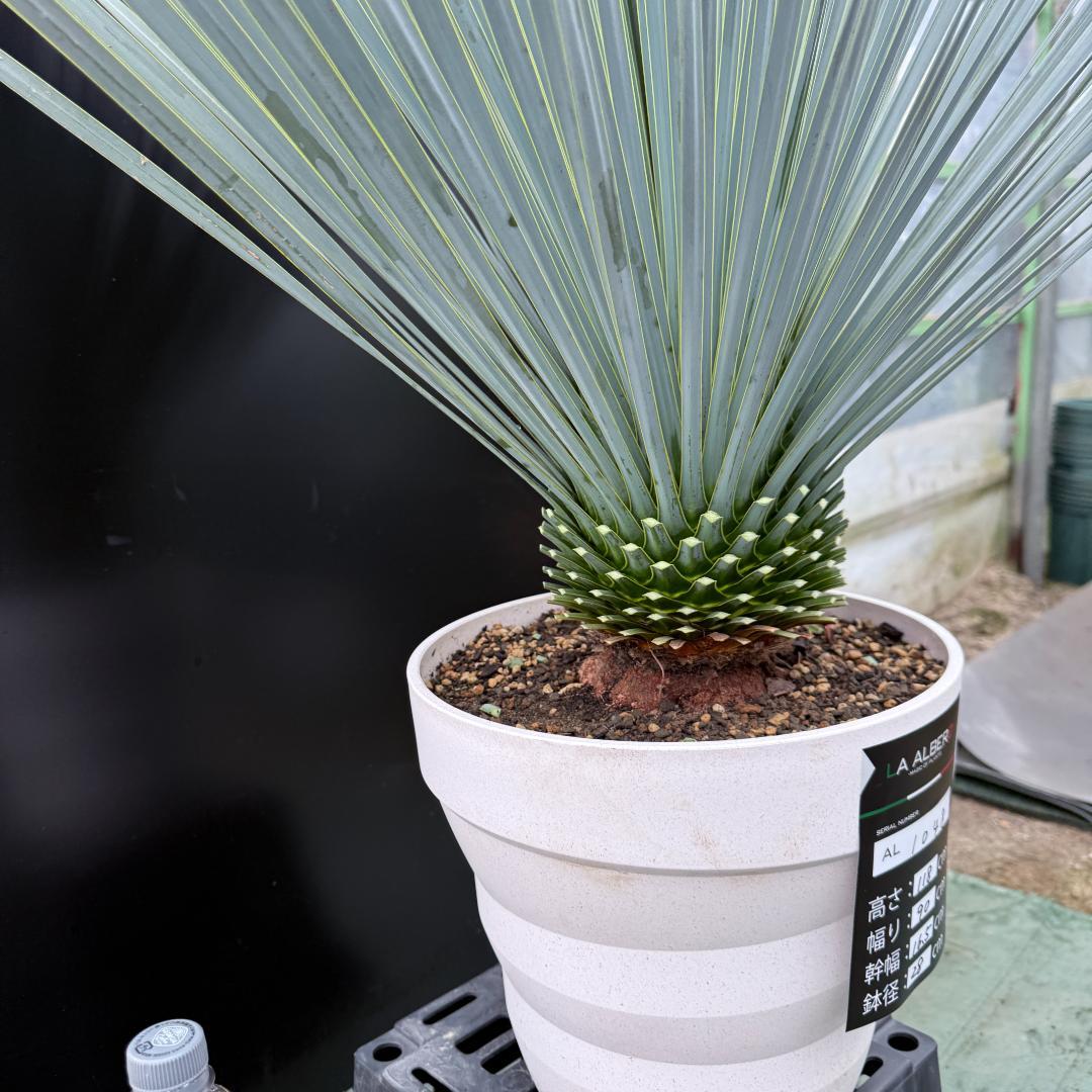 【AL1048】ユッカ　ロストラータ　ランチョブルー　数量限定販売