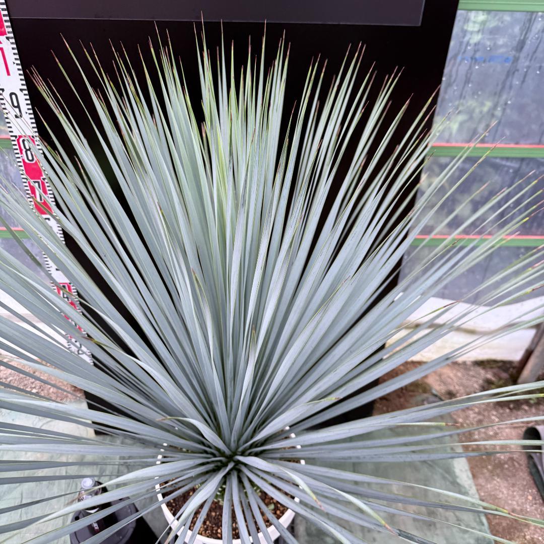 【AL1048】ユッカ　ロストラータ　ランチョブルー　数量限定販売