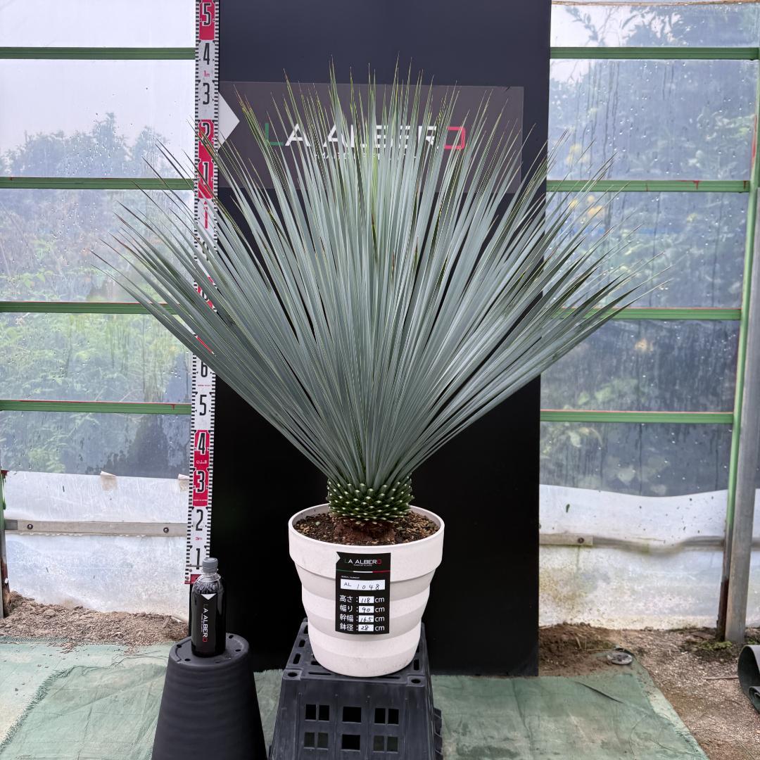 【AL1048】ユッカ　ロストラータ　ランチョブルー　数量限定販売