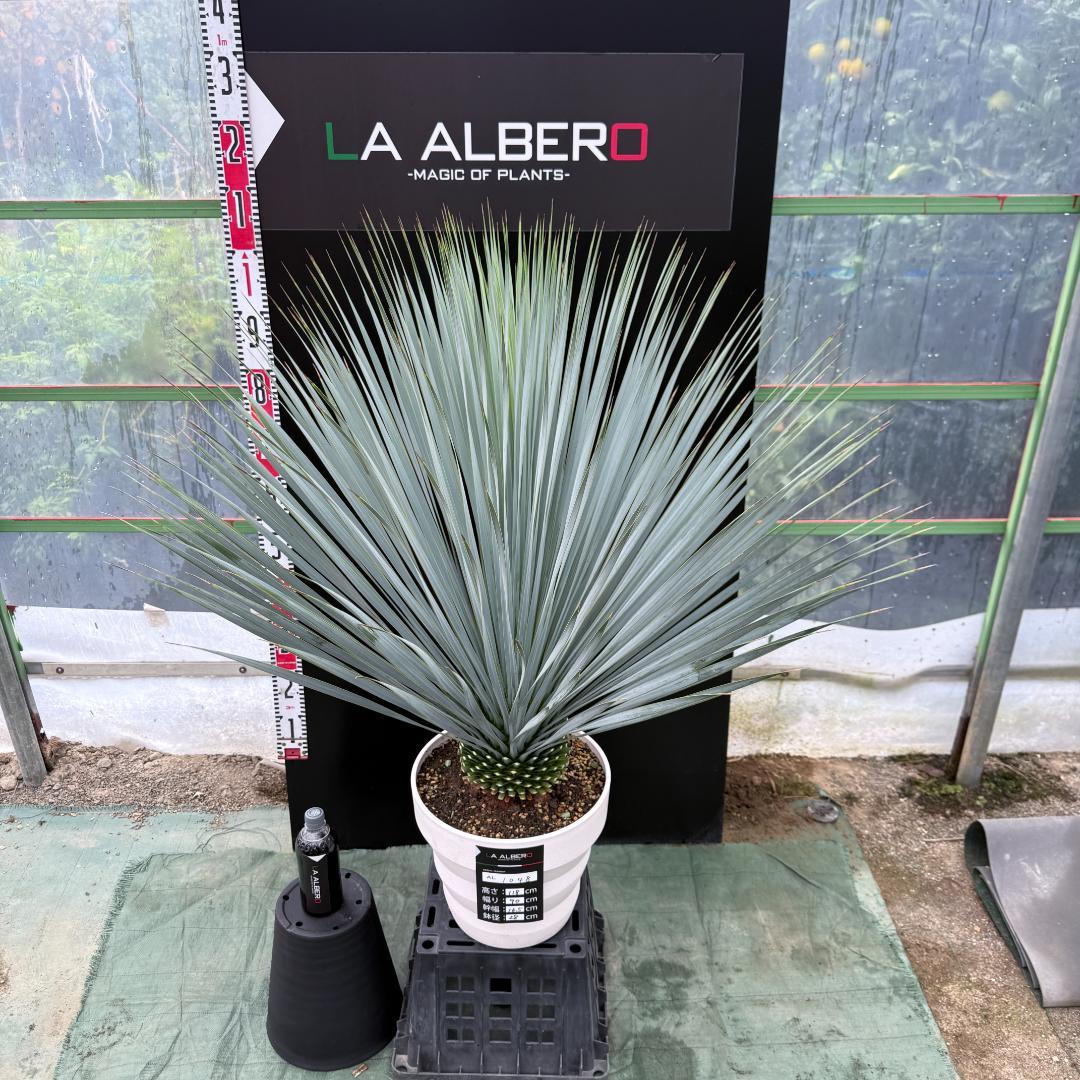 【AL1048】ユッカ　ロストラータ　ランチョブルー　数量限定販売