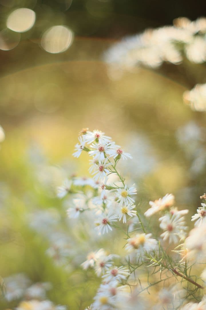 Super-Takumar 55mm F1.8 後期型 S/N：2221255