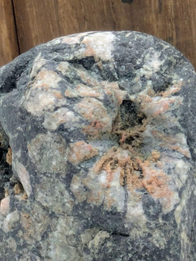 菊花石　ピンク主体の花　根尾 小林宗閑箱書き　鑑賞石 水石 　木製台座　文化財級