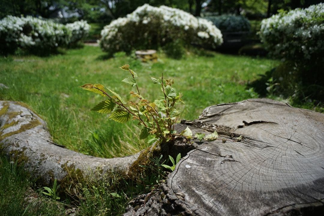 作例付き　OLYMPUS AUTO W 28mm F3.5 管mpr