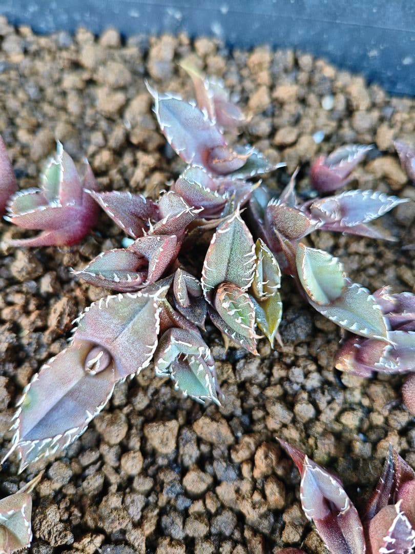 アガベ　オテロイ　チタノタ　特選トレー全て　500粒播種　良ロット