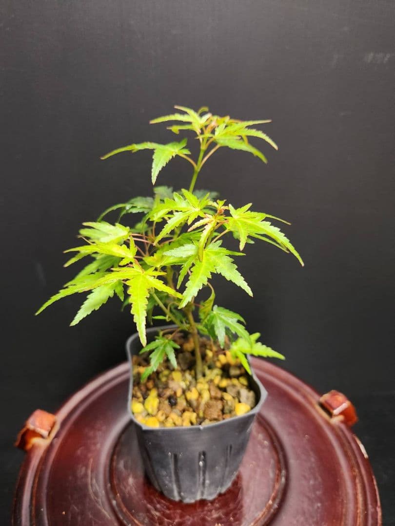 【大人気】織姫もみじ 織姫紅葉 織姫 オリヒメ 紅葉苗 モミジ苗5本