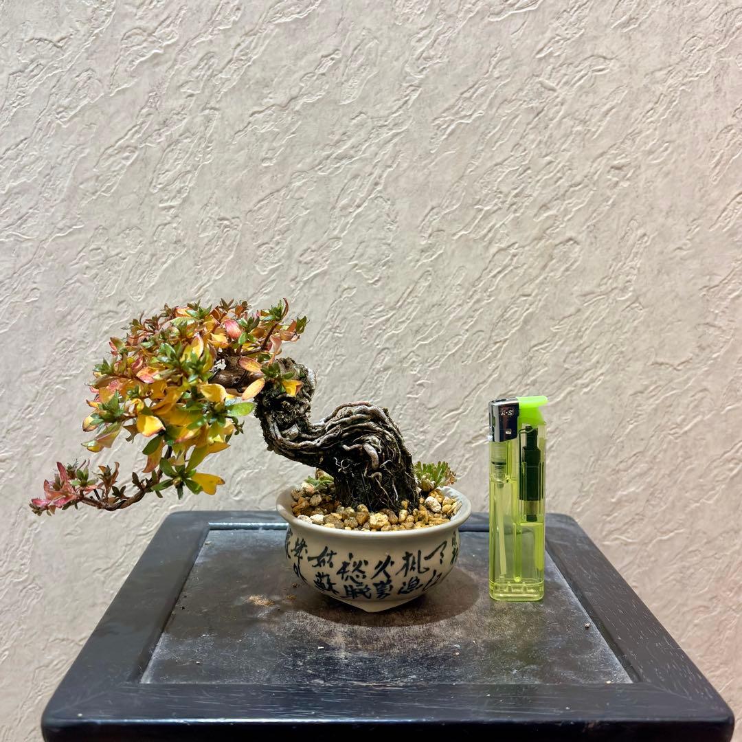 樹高8㎝　根上がりミヤマキリシマ　ピンク　小品　盆栽　黒松　真柏　五葉松