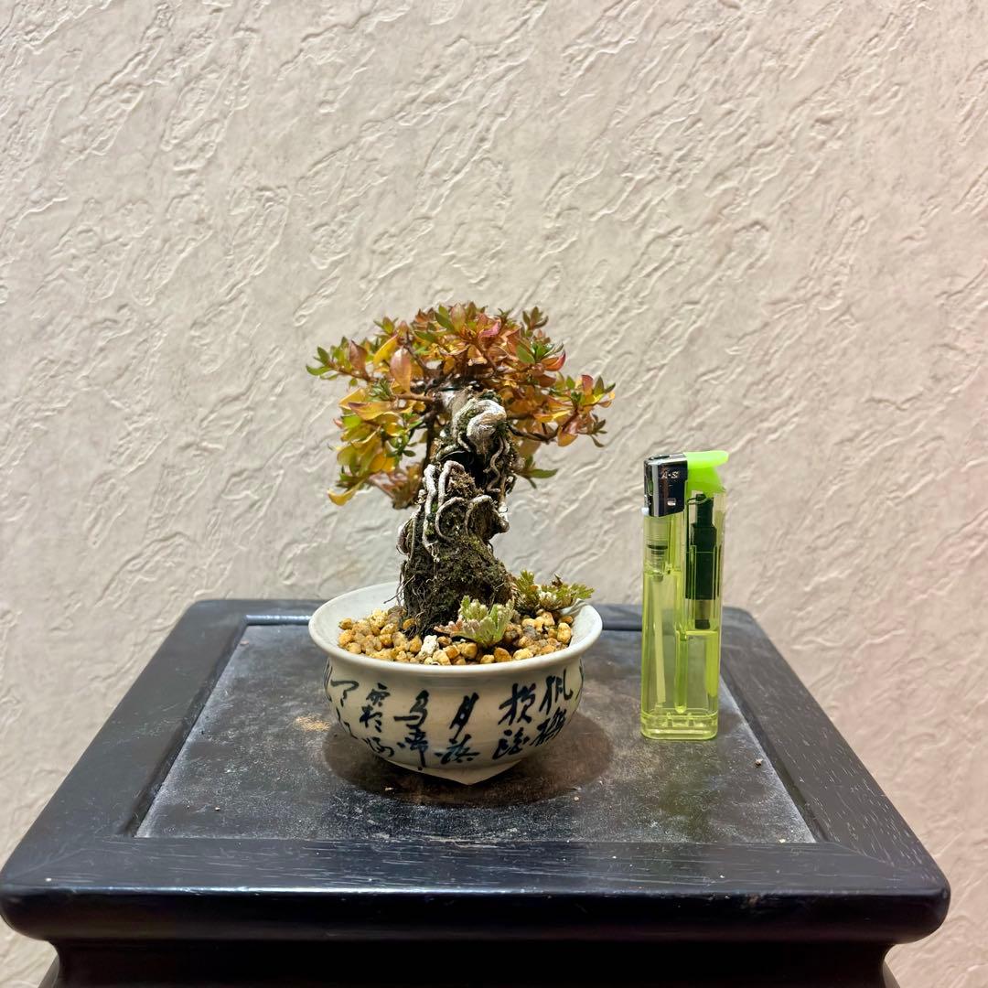 樹高8㎝　根上がりミヤマキリシマ　ピンク　小品　盆栽　黒松　真柏　五葉松
