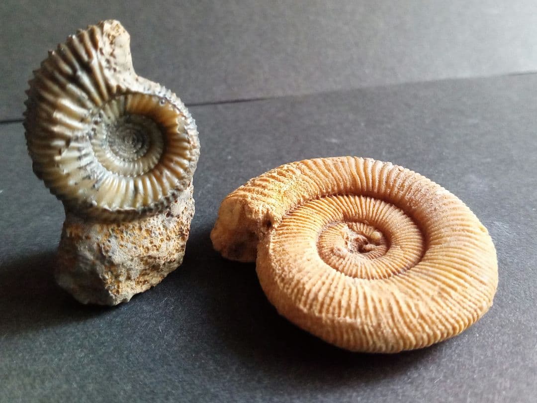 ドイツ産　ジュラ紀　アンモナイト　２点