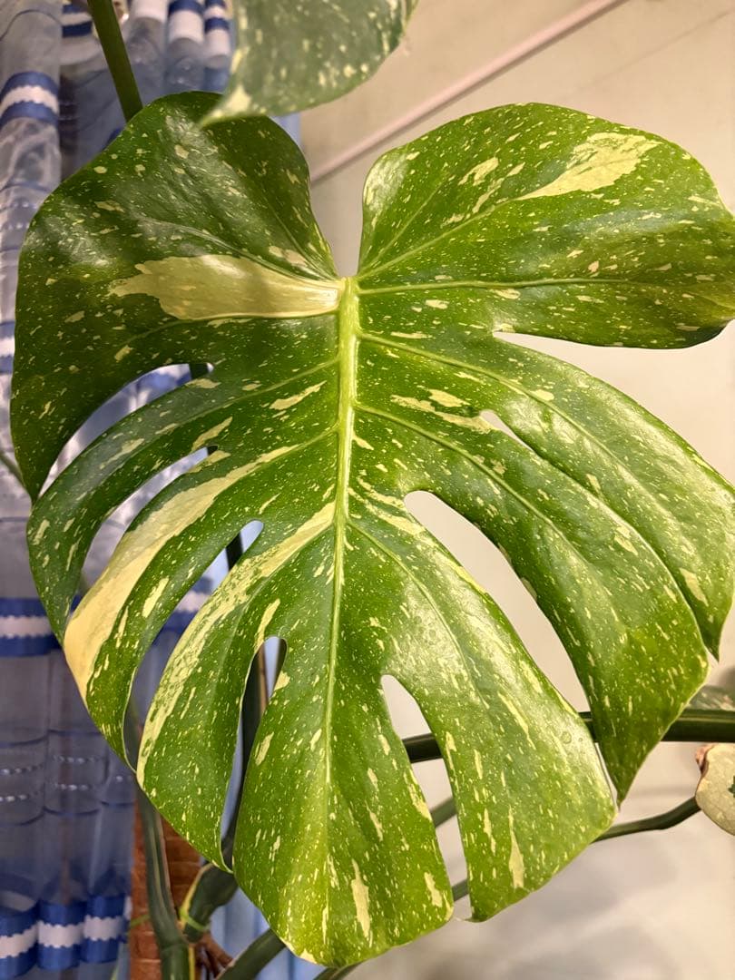 モンステラ・ポトス Yellow Monster (Mature plant)