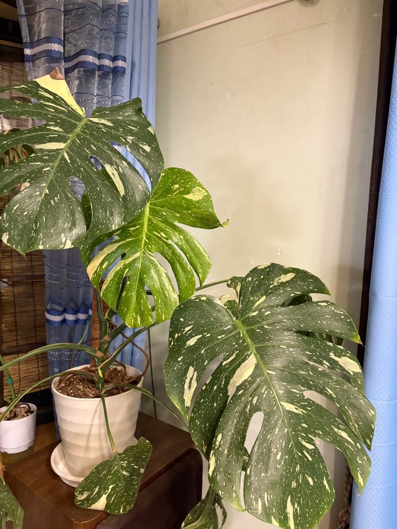 モンステラ・ポトス Yellow Monster (Mature plant)