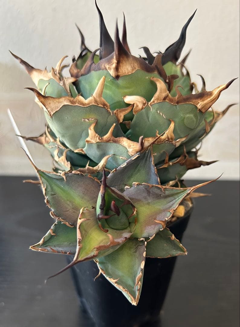 アガベ チタノタ ハデス(子株付き)