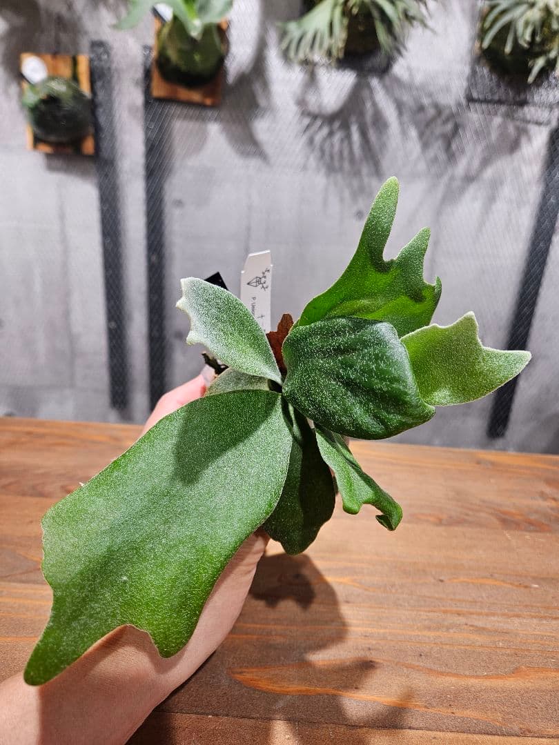 P.Unicorn×P. willinckii Watchara spore