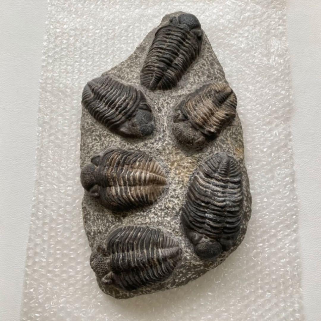 三葉虫 化石 生物 岩石 鑑賞 研究 6体 大型 コレクション レア希少 レトロ